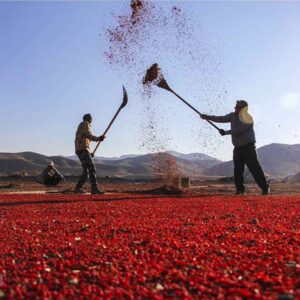 آموزش گام به گام کاشت زرشک در خانه و باغ. 
