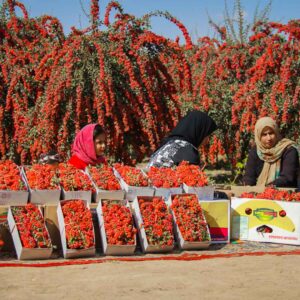 کاشت زرشک